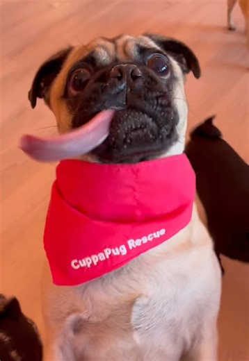 Meet Henry (1.5yrs) and Danni (3yrs) they were at CuppaPug in Escondido, California looking for a new home. They’re rescues from our charity partner @pugrescuesandiego They were great guests. Henry has a silly tongue that hangs out all the time and gives side kisses with. He’s a very sweet and cheeky boy that liked belly rubs and regulating all the play 😆. Danni had lots of energy and loved playing with toys! He took a little to warm up and sat in the corner at first but as soon as he realized 