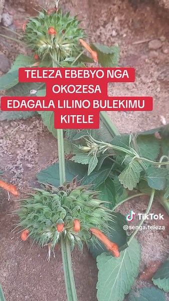 Gwe yena aline obuzibu kuba kati #foryou page #typ #ugandans #AfricanMovies #ugandansindubai #ugandansfromamerica #ugandansinqatar #ugandansfromcanada #ugandansfromsouthafrica #ugandansinqatar #creatorsearchinsights #ugandans from oman 🇴🇲 #ugandans from Scotland #ugandans from London #ugandans from England 🇬🇧 #ugandans from India 🇮🇳 #