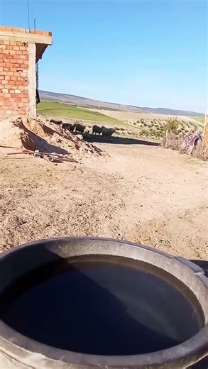 When Sheep Start Running! 🐑💨  Crazy Sheep Running in the Field!