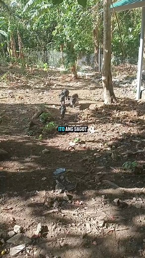 Native pigs farming QNA | Kahoneho