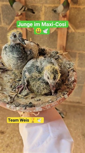 Tauben-Babies in ihren Maxi-Cosis 😃🕊 #brieftauben #teamweis #maxicosi #birds #pigeon #tauben
