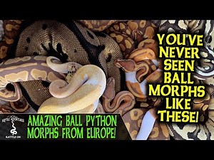 AMAZING BALL PYTHON MORPHS FROM EUROPE! (Dean van Ommeren, Dean Reptiles)
