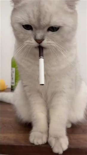 Cat Smoking Cigarette | #lkfacts #shortsvideo #shorts #shortsfeed #cat #smoking
