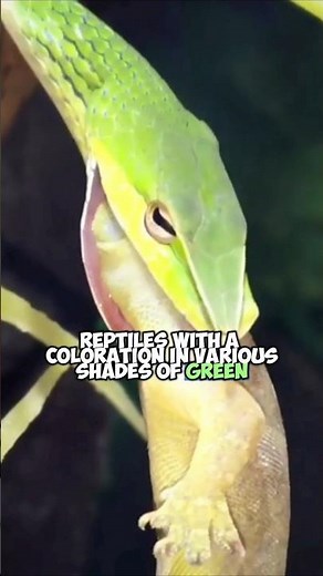 Boomslang: Africa's Most Poisonous Exotic Tree Snake