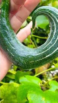 ￼Harvesting and preparing Snake gourd #चिचिड़ा #Trichosanthes cucumerina