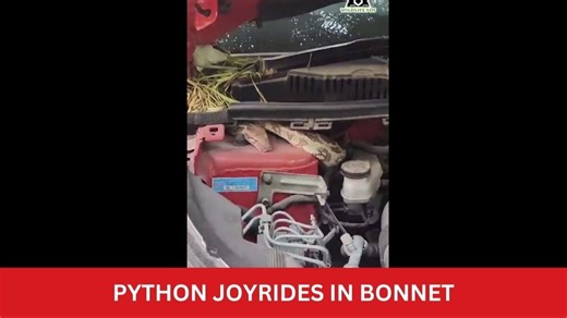 Video: 6-foot python cozies up in a car bonnet
