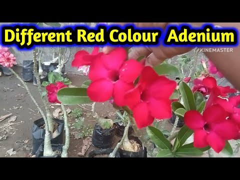different red color adenium #adenium #adeniumlover #garden