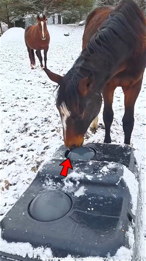 This Horse Finally Figured Out The Water Trick 😱#shortvideo #viralvideo