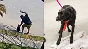 Dog owner seen hitting canine over 20 times in Katy area