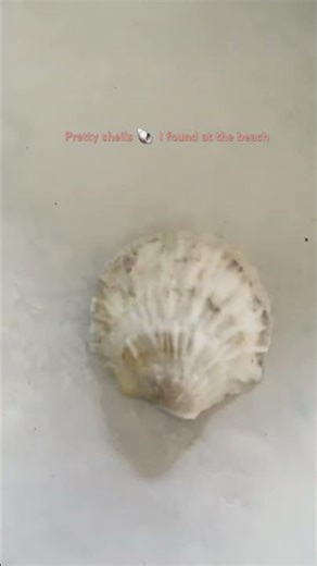 Pretty shells