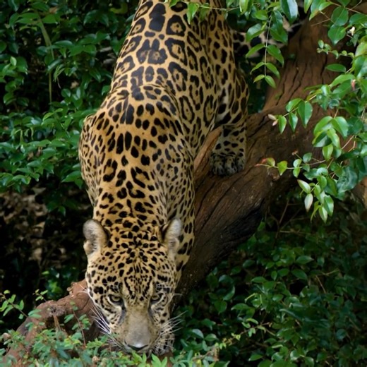 13K views · 592 reactions | Did you know that the jaguar is the largest cat in the Americas?  They once roamed from Argentina all the way up to the Grand Canyon, but today, jaguars have been almost completely eliminated from the U.S. and are endangered throughout their range, which stretches down to Patagonia in South America. Learn more about jaguars for #WorldJaguarDay: https://dfnd.us/3GXc0At #WildlifeWednesday | Defenders of Wildlife | Facebook