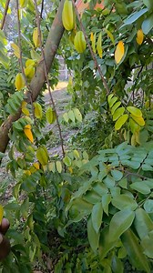 2.2K views | On the farm... I got a #Turtle.... it's been eating all the fruits! 殺殺 #Starfruit #Guava #plums. All my trees gave fruit twice last yr. A-mazing‼️殺殺 | Shena Carty Hetherington | Facebook