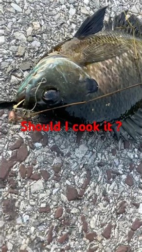 Bluegill fish cooking ? #bluegill #cookingchannel #fish