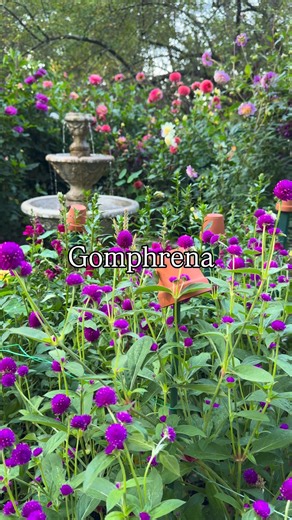 Grow these 6 flowers for non-stop bouquets You don’t need to grow dozens of different varieties to have beautiful arrangements all season long. These are my go-to cut flowers every year because they bloom abundantly, respond well to regular cutting, and make the prettiest bouquets thanks to their mix of colors, textures, and forms. Zinnias are fast-growing, easy, and incredibly productive. Dahlias deliver endless stems and bloom even more the more you harvest. Celosia thrives in summer heat and 