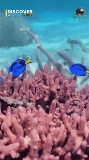 Colorful Clownfish Adventure 🐠🌊 | Discover World