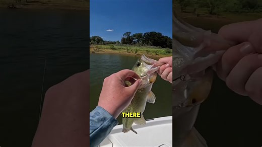 Catch More Fish By Doing This One Trick! Pay Attention To What’S Happening Around You!