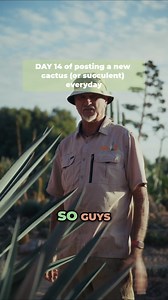 2.9K views · 83 reactions | The star of today’s episode is Agave tequiliana 弄The base ingredient of tequila - a plant most have heard of but probably wouldn’t recognise in the wild. | Cactus Country | Facebook