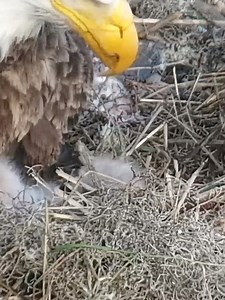 199K views · 5.4K reactions | These are the best bobble heads and you can’t convince us otherwise. | explore.org | Facebook