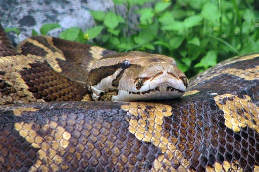 Missing Man Found in Python’s Stomach in Rare Fatal Attack - GreekReporter.com