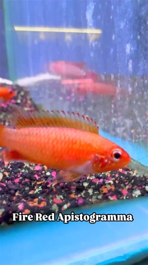 24 reactions | The Fire Red Apistogramma is a stunning and vibrant...
