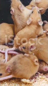 How to Keep mice Out of Your Home | 6 Simple Tricks & Easy Remedies to Keep rodents Out of Your Home