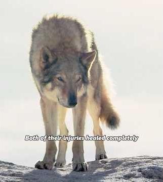 A boy saved a wolf, but ended up becoming a domestic dog. #movie #warmth #film