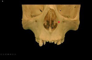 13 reactions | How does the inferior concha differ from the superior and middle conchae? #anat1010 #block1 #MSK #head_neck #DENT1113 #anatomy | Human Anatomy Education | Facebook