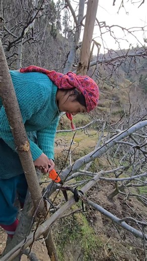 cheshta Thakur 🦋 on Instagram: "सेब के पेड़ की मोटी मोटी टहनियों को क्यों काटते हैं.?😯🏔️🍎 Day 254 Life with me phadan #pahadilifestyle #himachalpradesh"