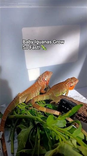 My Baby Iguanas Are Growing So Fast! 🦎