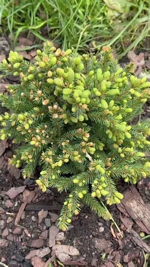 Picea glauca echiniformis #garden #nature #gardening #conifer