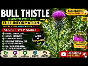 Bull Thistle (Cirsium vulgare) Full Information | Benefits, Uses & Amazing Facts #thistle
