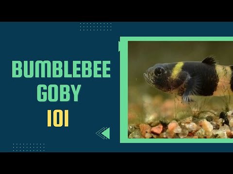 Bumblebee Goby Care: Tiny Fish with Big Personality