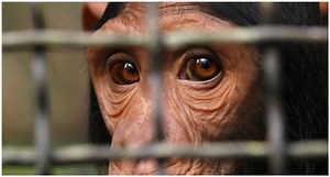 The Scientist who Tried to Cross Breed Humans and Chimpanzees | The Vintage News