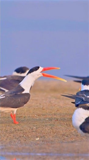 Indian Skimmers with Mating Call | Bird Sounds