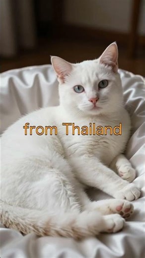 The Elegance of Khao Manee #catbreeds #felinebeauty
