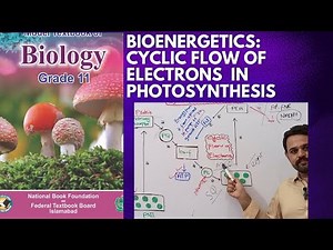 Cyclic flow of electrons in Photosynthesis | Class 11 | Bioenergetics | NBF | FBISE