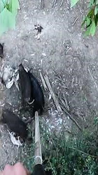 Pigs Eating Chickens getting it from a blowgun!