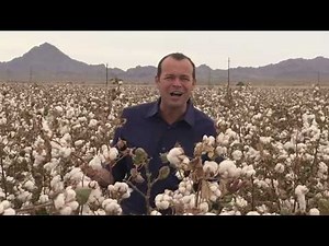 California Cotton Harvest