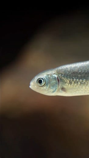 Daily CRISPR Updates | Using CRISPR-Cas9 technology, researchers have enhanced growth and muscle development in grass carp. They targeted the myostatin b gene,... | Instagram