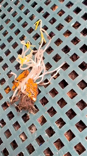 Cherry Tomato seeds are sprouting in the compost!