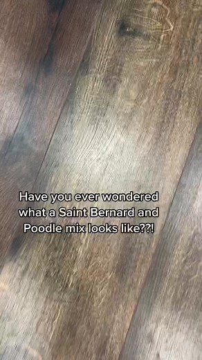 Saint Bernard Poodle Mix - The Ultimate Fluffy Companion