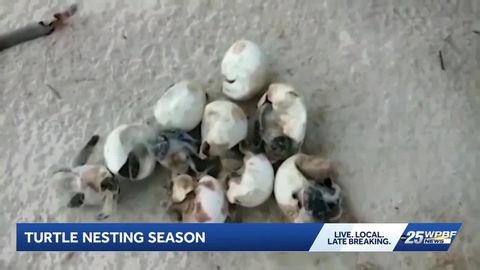 Sea turtle nesting season is officially here | Haystack News