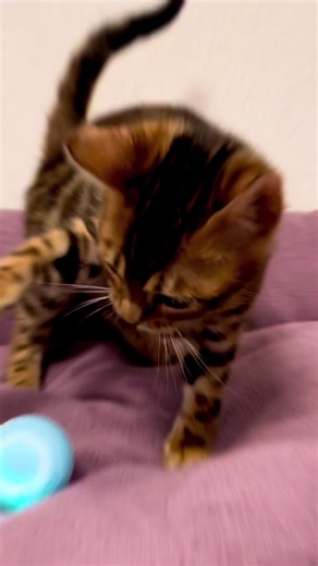 Bengal cat 🐾🐾 Бенгальські кошенята #mypets #catlovers #creatorssightinsights #populartiktok