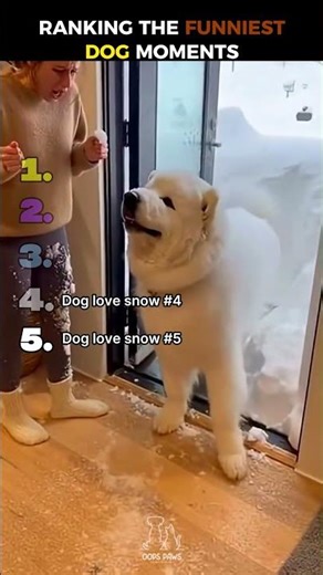 Dogs funny | Try Not To Laugh 😂