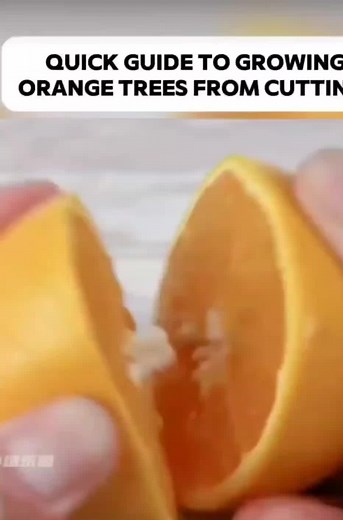 #orengetree#planting #cutting #farming #agriculture #gardening