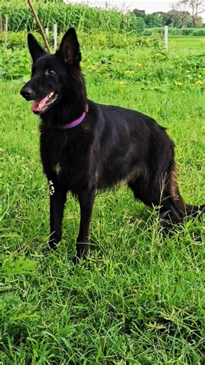 Black GSD female ###gsd #trend #viral #pets #shorts #rahulpets #dogkennel #punk