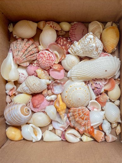 Evolving Seashell Collection: A Beachcombing Journey