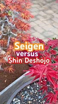 Japanese maple bonsai classic cultivars Seigen, Shin Deshojo, Beni Maiko #maple #bonsai #garden