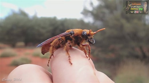 Experiencing severe pain from giant hornet sting