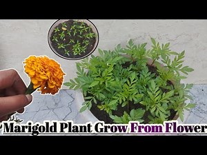 Marigold Plant Grow From Flower | Marigold plant | Grow in pot
